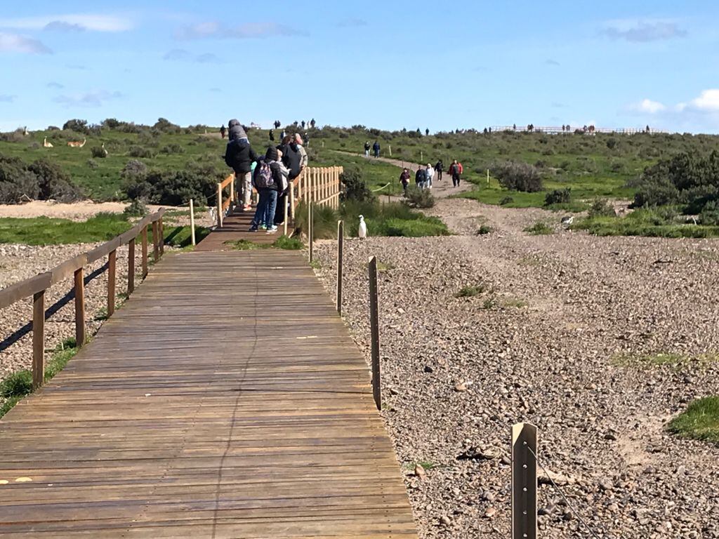 Llegaron los pingüinos a la costa y habilitaron el turismo en la reserva de Punta Tombo