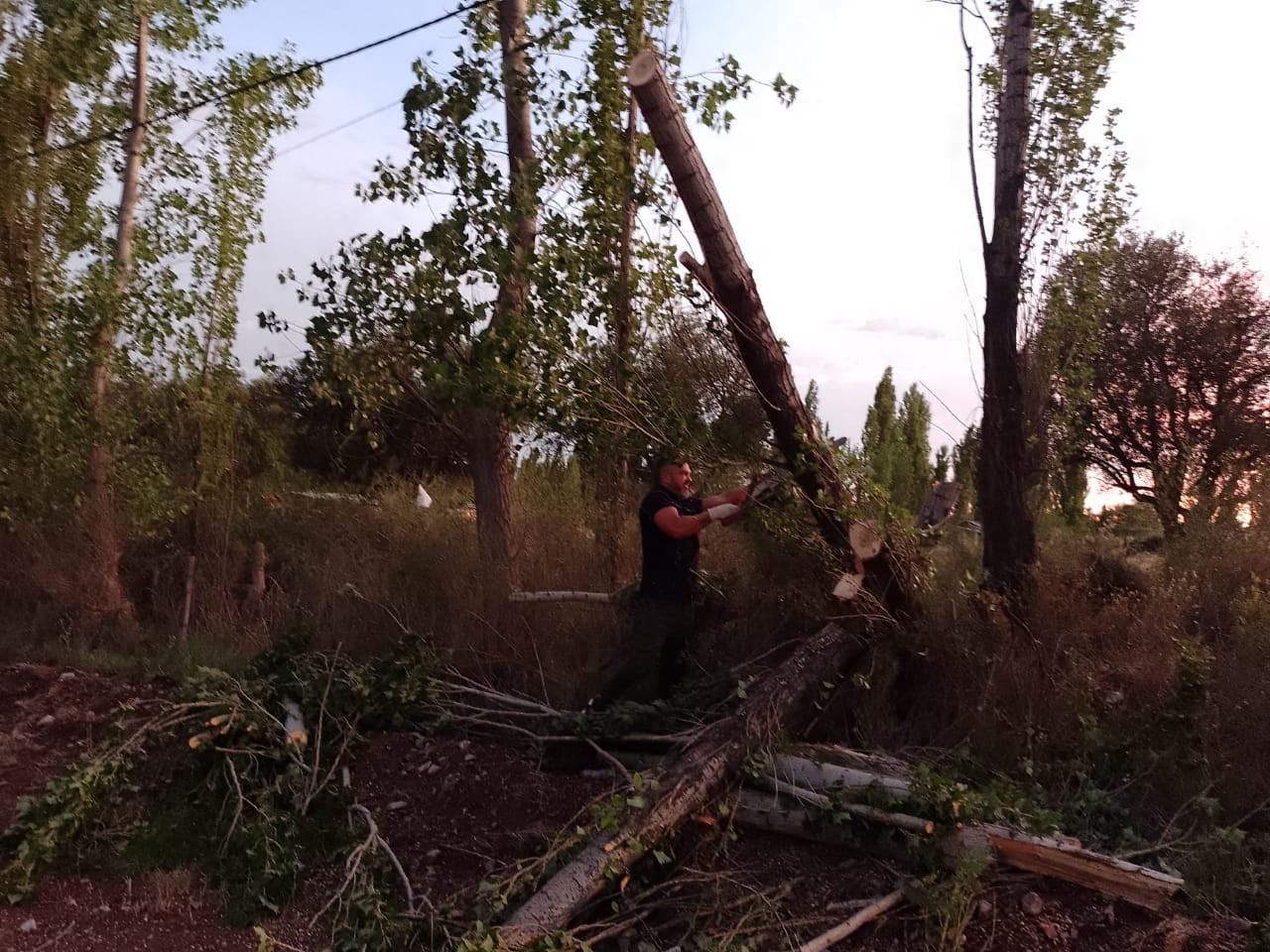 Árboles caídos a causa del intenso viento durante la tormenta en San Rafael.