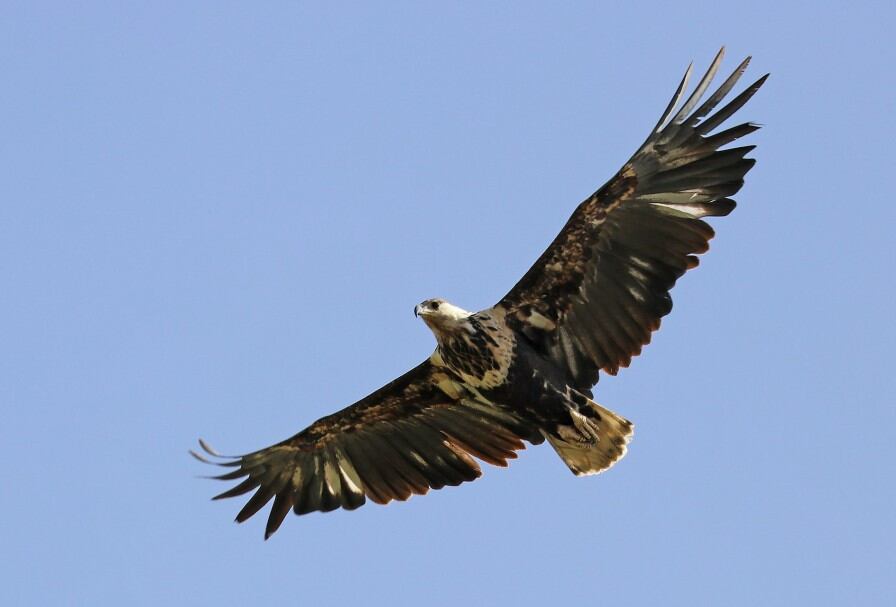 Águila coronada