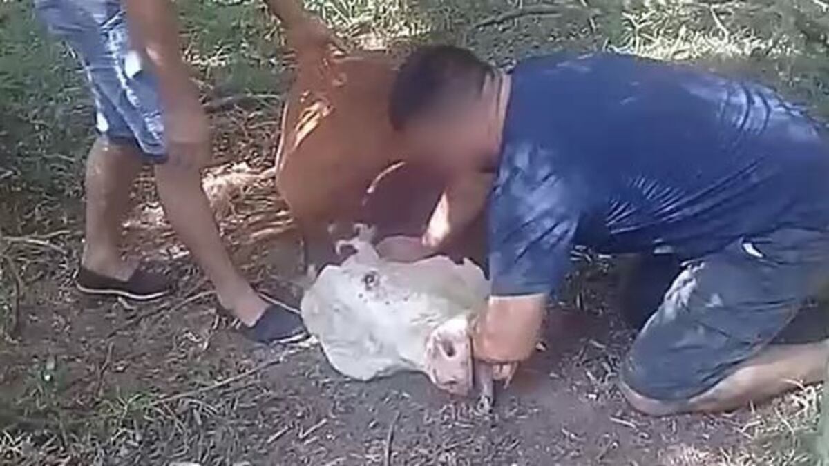 Wanda: preocupación tras la muerte de una vaca presuntamente por rabia