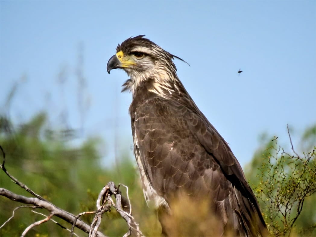 Ejemplar de águila coronada liberada en Mendoza. Foto: Dirección de Recursos Naturales Renovables.