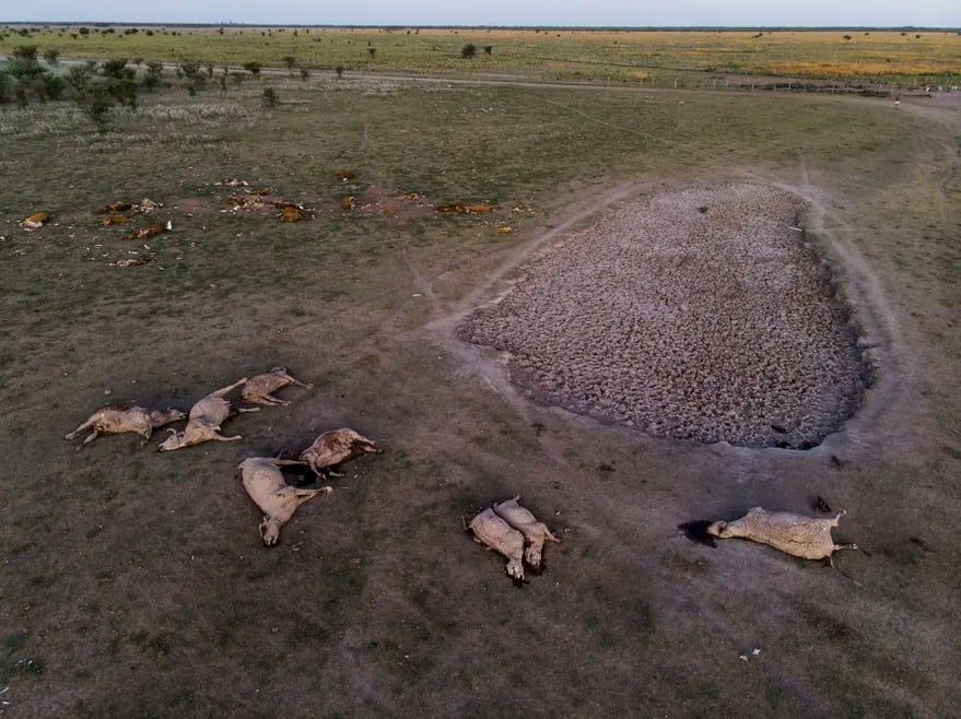 Continúan muriendo animales en Santa Fe por la sequía.