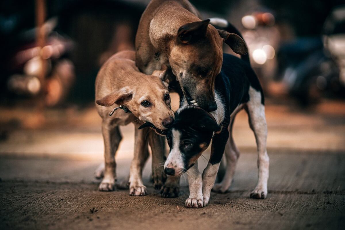 La superpoblación de perros y gatos en la provincia