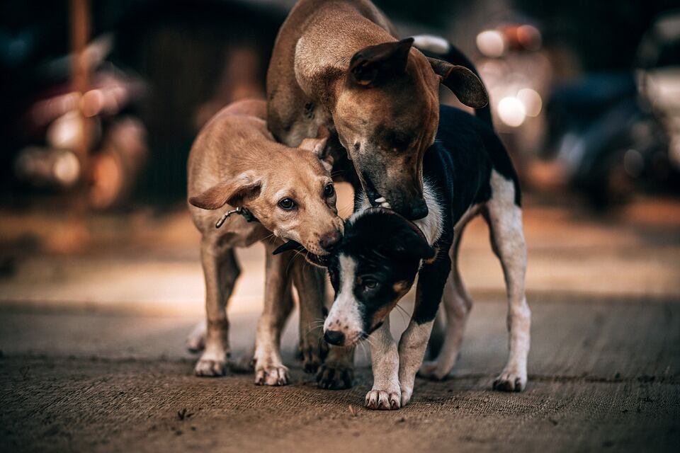 Argentina es el país de América Latina con más animales de compañía (perros y gatos) por habitante.