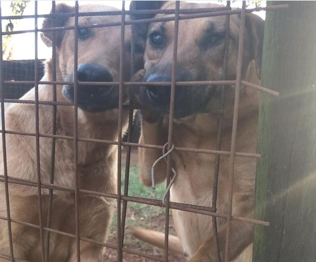 El refugio se hace cargo de cientos de animales abandonados.