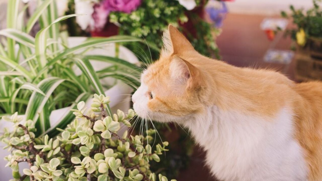 Se debe mantener estas plantas fuera del alcance de los animales de compañía y vigilarlos cuando estén cerca de ellas.