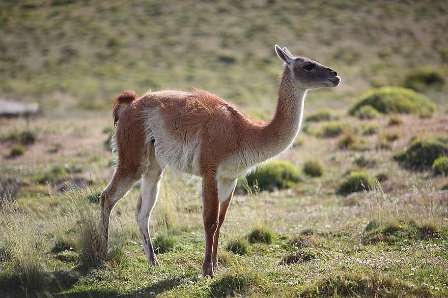 Guanaco