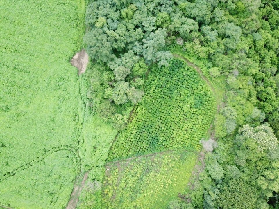 Allanamiento en una  finca con plantación de marihuana en Salta