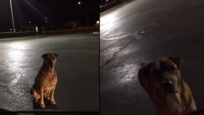 Princess se hacía pasar por perro callejero para que le den comida pero ¡tenía dueño!