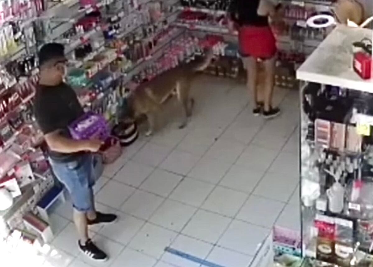 Video: atraparon infraganti a un perro que “intentó robar” a un local mendocino