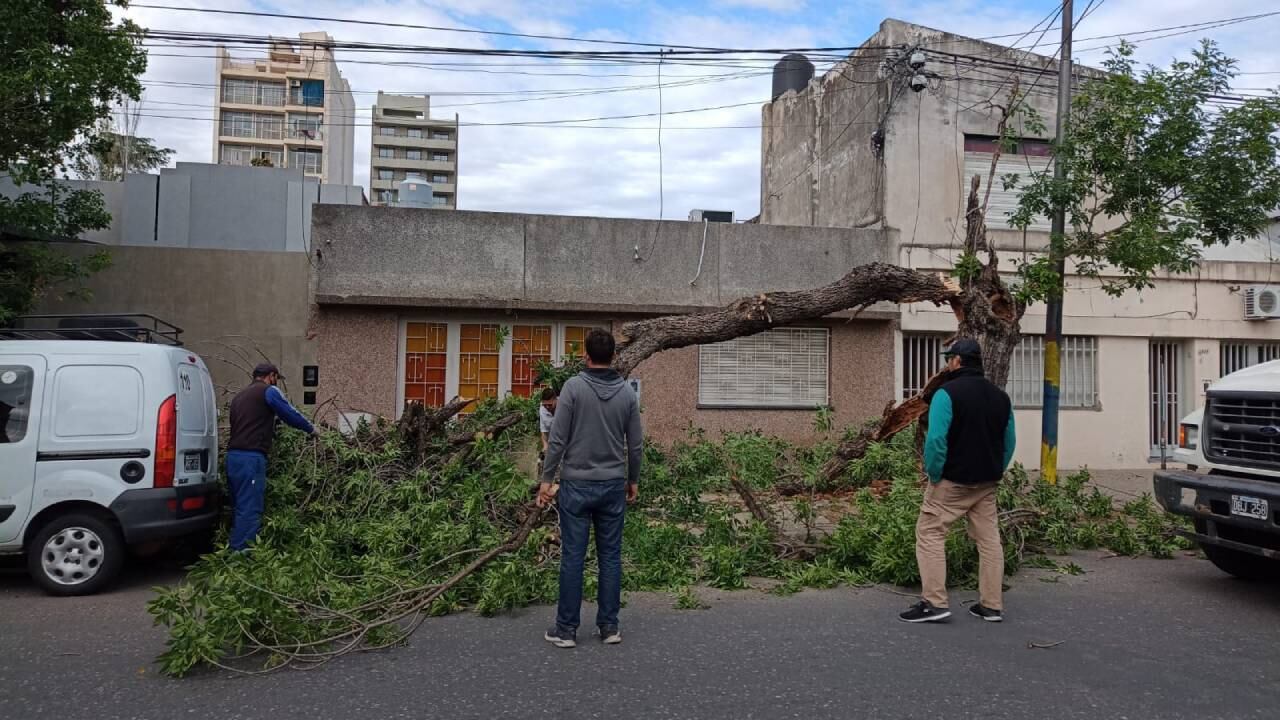 Algunos árboles no resistieron el viento fortísimo que sopló durante todo el día.