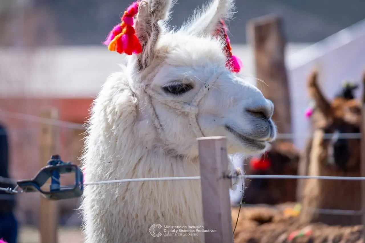 Un hermoso ejemplar de llama.