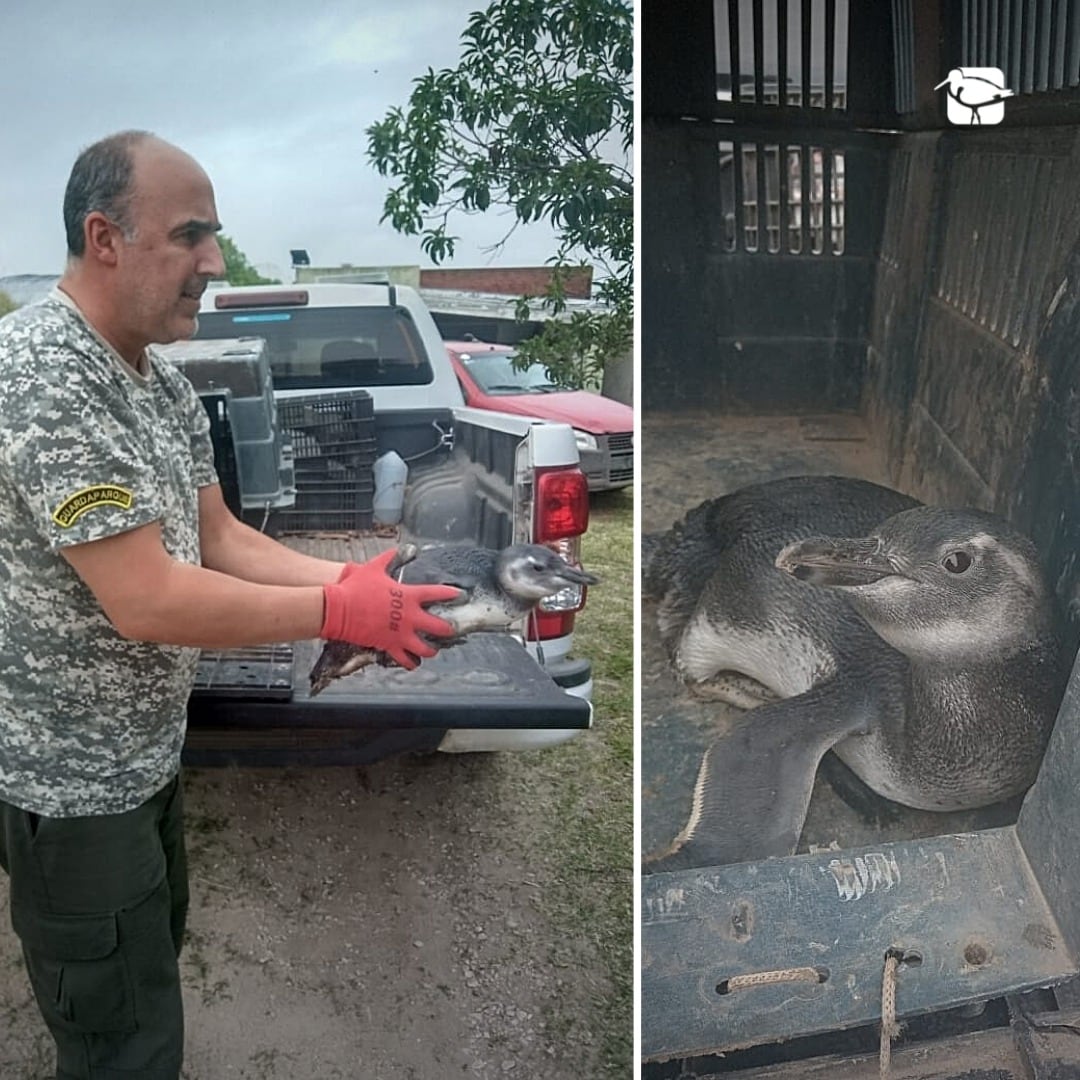 El animal fue derivado a un Centro de Rehabilitación