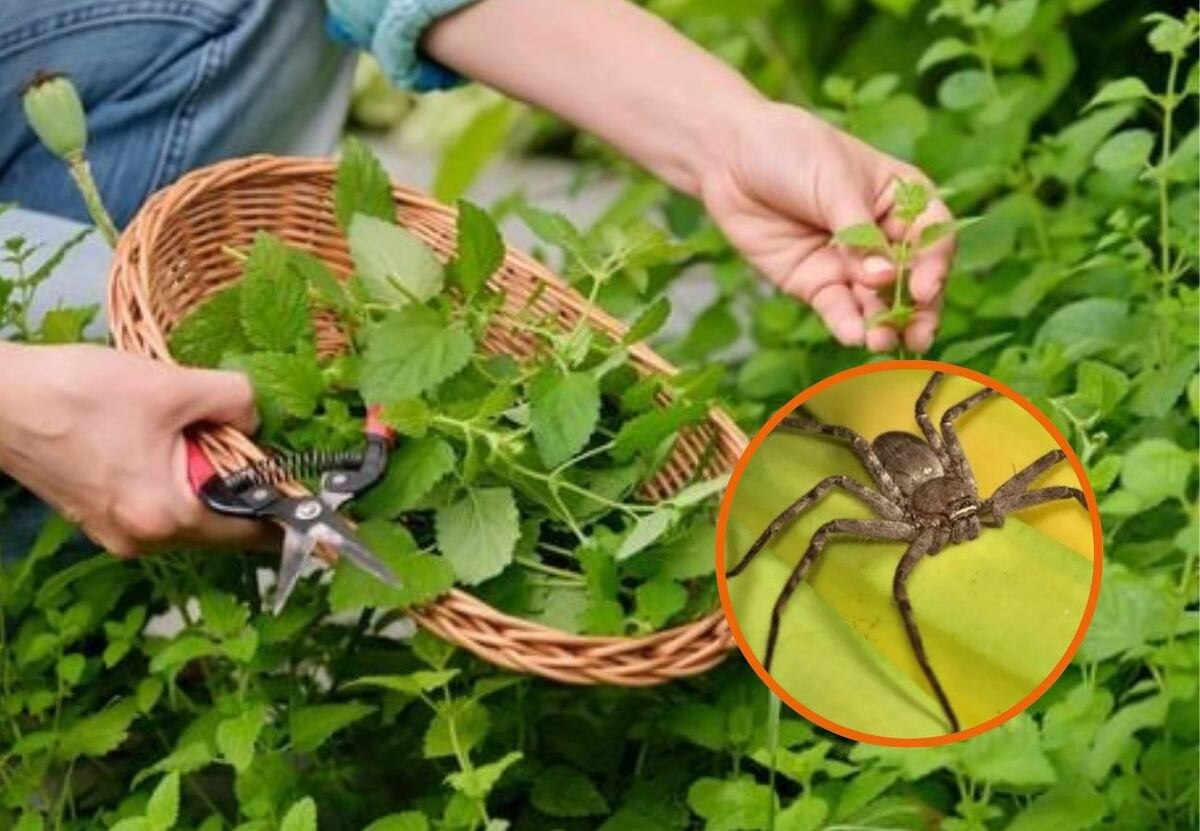 Cuáles son las 5 plantas que perfuman la casa y ahuyentan las arañas