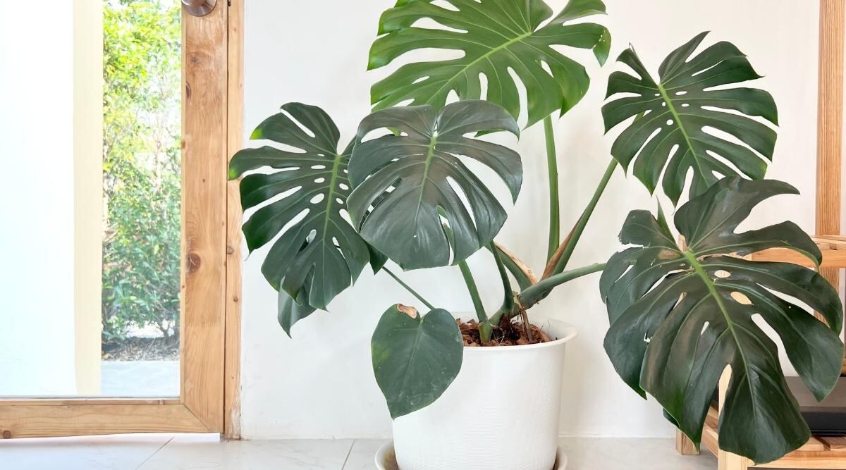 La Monstera está en tendencia y por esa razón muchas personas la eligen para decorar sus casas.