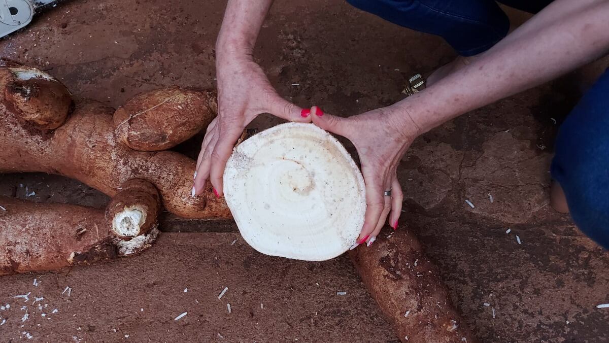 Tuvieron que extraer con tractor una mandioca gigante en Campo Viera