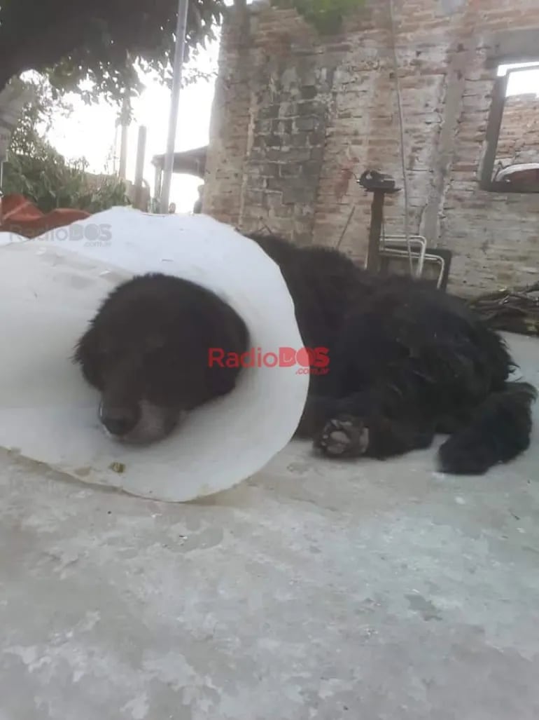 "Lobo", el perrito atropellado era sordo.