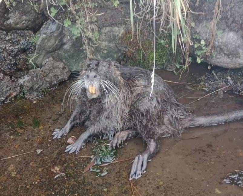 Apareció una nutria roedora en Bella Vista, Neuquén, y llamó la atención de los vecinos.