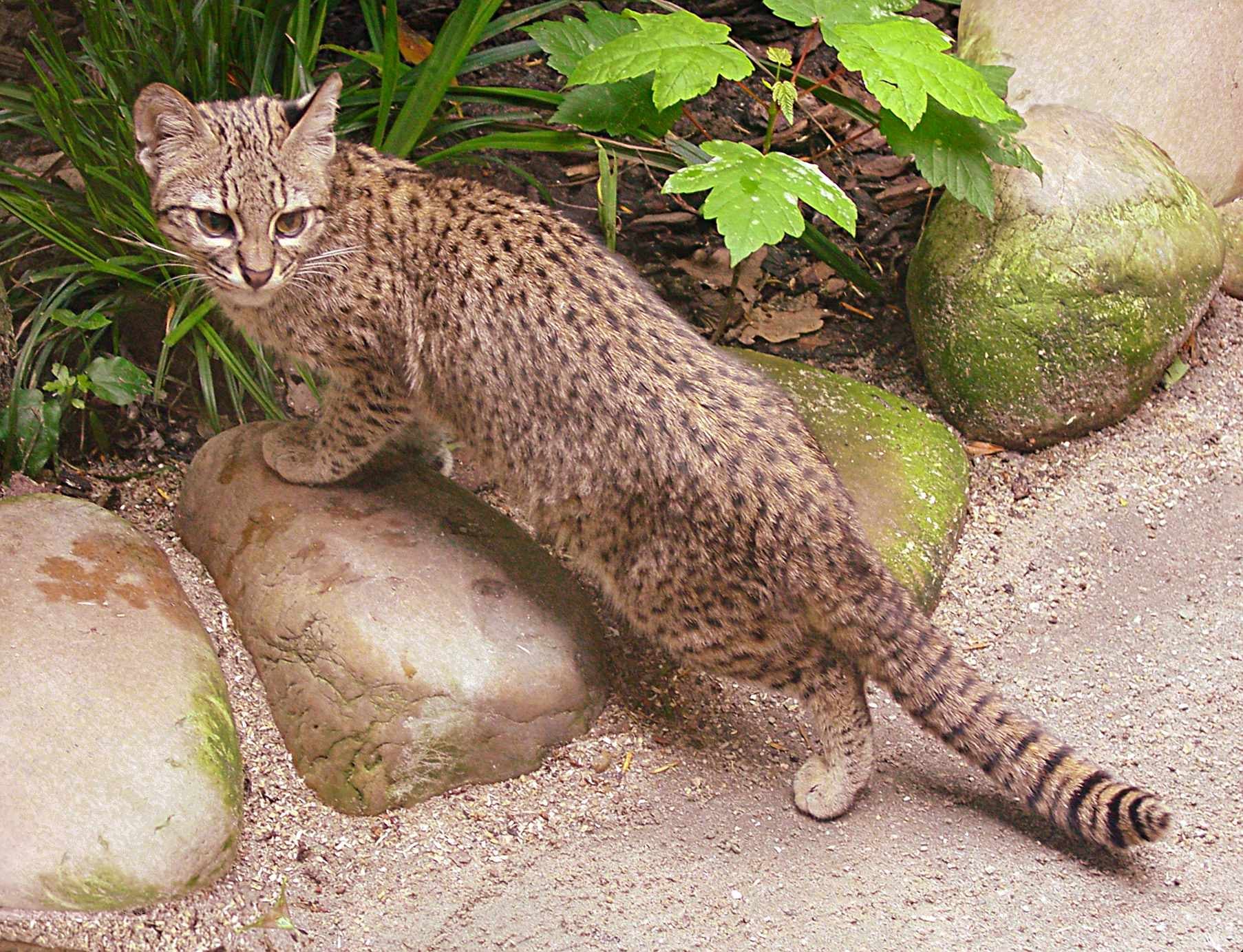 Se trata del felino salvaje más común en América del Sur (imagen ilustrativa).