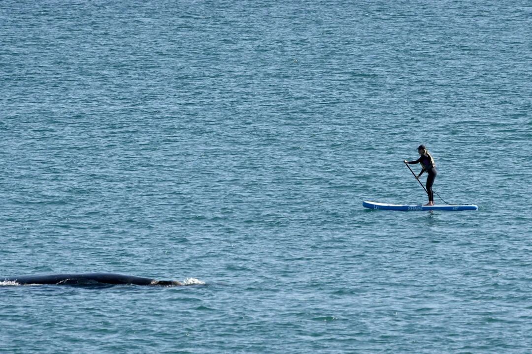 Una mujer se acercó a una ballena y a su cría en Puerto Madryn.