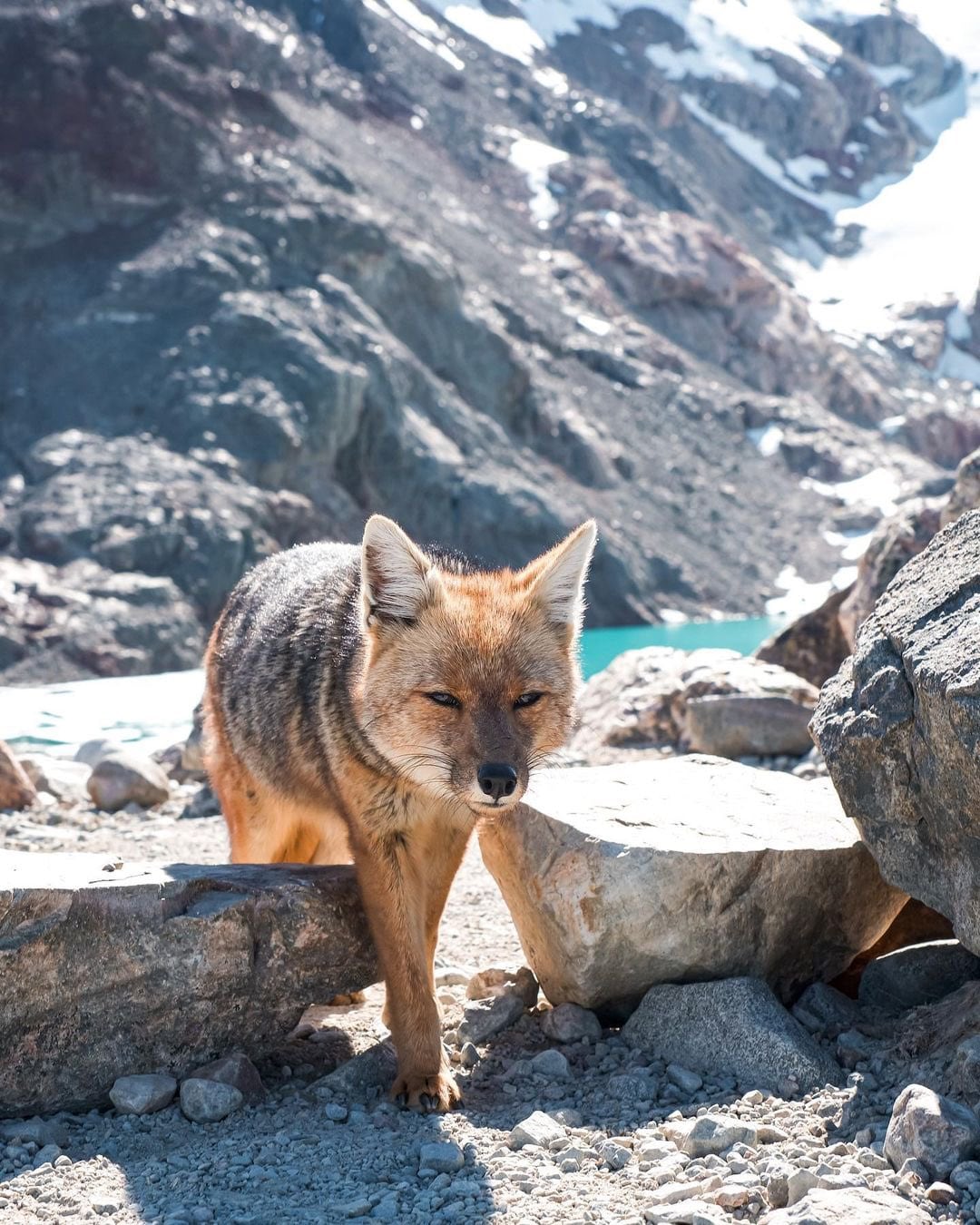 Las increíbles fotos de un zorro colorado paseando por El Chaltén.