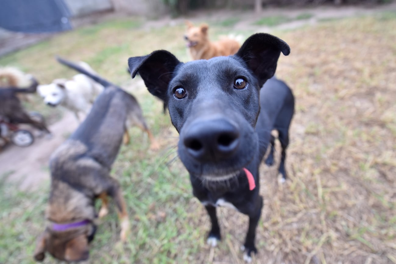 Perros campaña antirrabica comienza en estos días Foto Javier Ferreyra