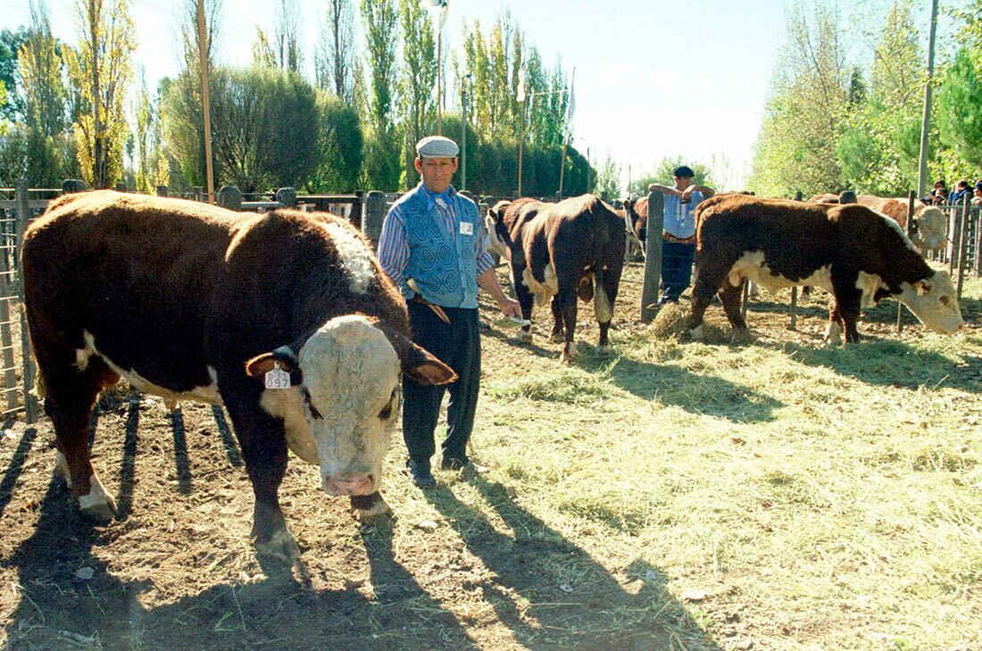 FIESTA GANADERA-HACIENDA
EXPOSICION DE TOROS DE RAZA EN LA 23 FIESTA GANADERA DE GENERAL ALVEAR,LAS JORNADAS GANADERAS SE REFIRIO A COMO OBTENER ANIMALES REPRODUCTORES DE BUENA CALIDAD Y ALTO RENDIMIENTO EN LA PRENEZ DE LAS VACAS
FOTO  LUIS DIFABIO-LOS ANDES