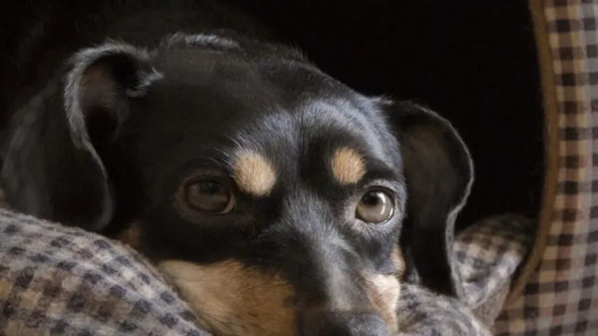 El drama del perro Coco: la particular historia del cordobés dueño de la mascota