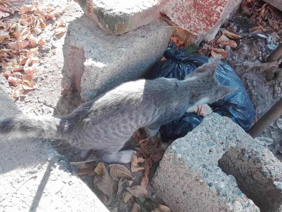 Las proteccionistas arriesgan su integridad física e incluso sus vidas para rescatar a animales de la calle o en situaciones de violencia, y darles un nuevo hogar.