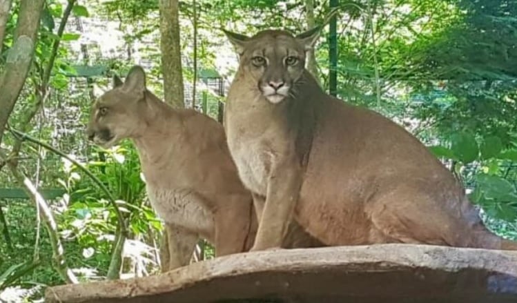 Puerto Iguazú: tras el escape de dos pumas, logran ser recapturados por personal idóneo.