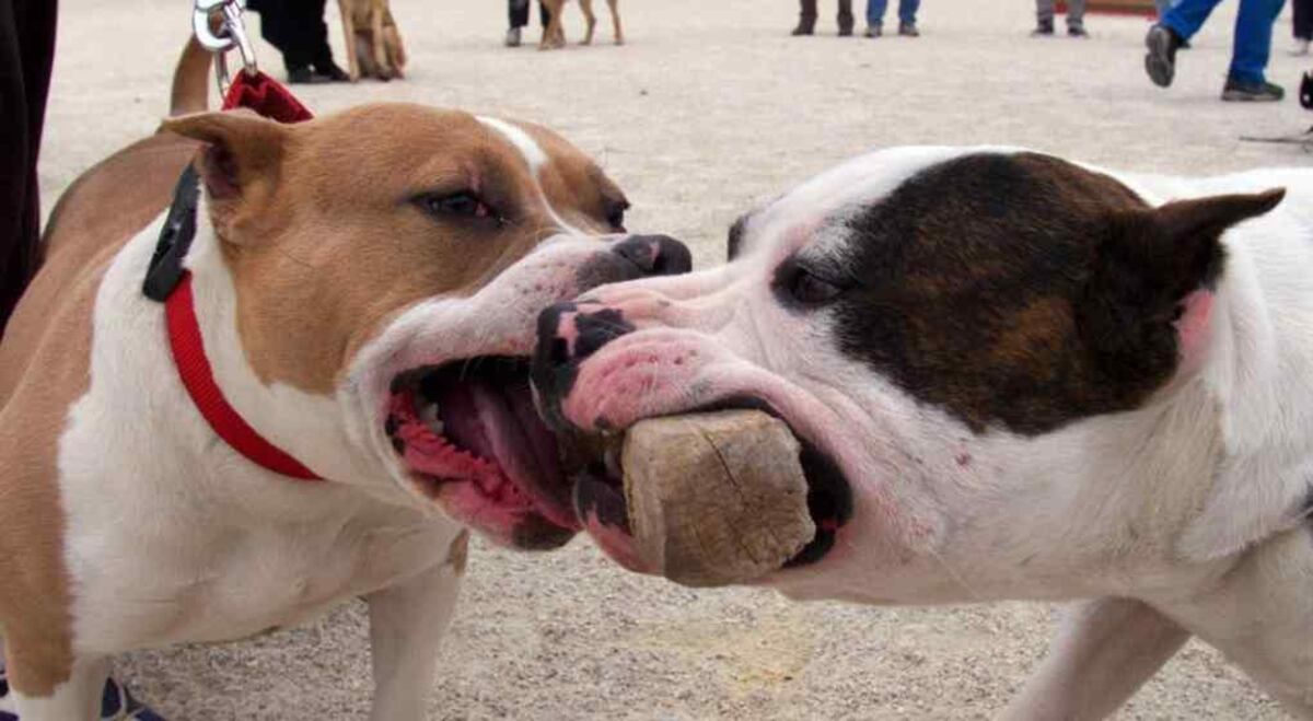 La Falda: una mujer está en terapia intensiva luego de que dos pitbulls la atacaran