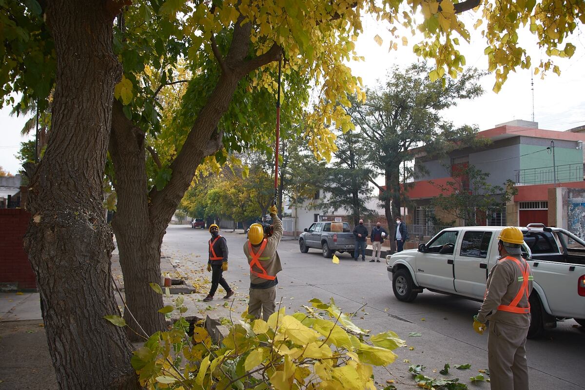 Continúa la poda en Alvear y piden a la comunidad precaución al circular
