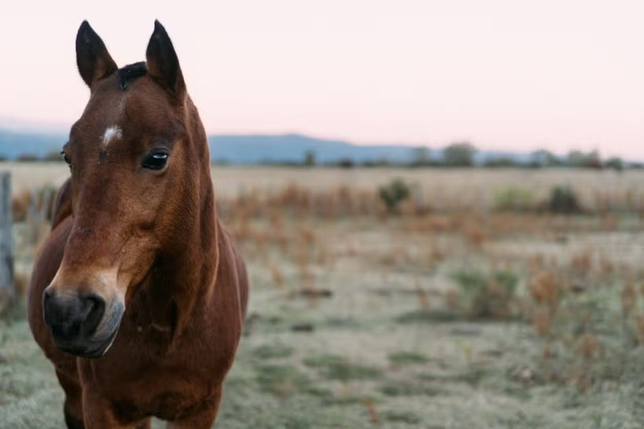 Paseo a caballo en las Sierras de Córdoba, la propuesta de Civitatis.