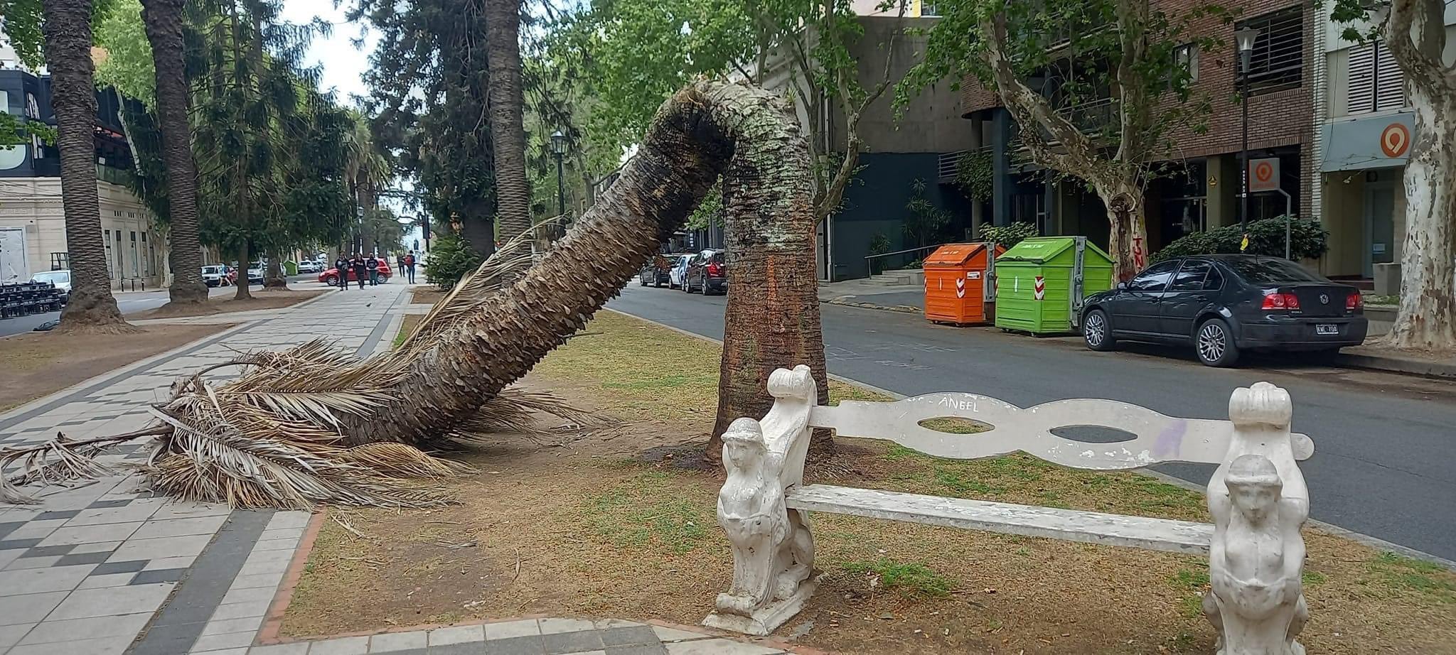 Así quedó la palmera en el cantero del bulevar Oroño.