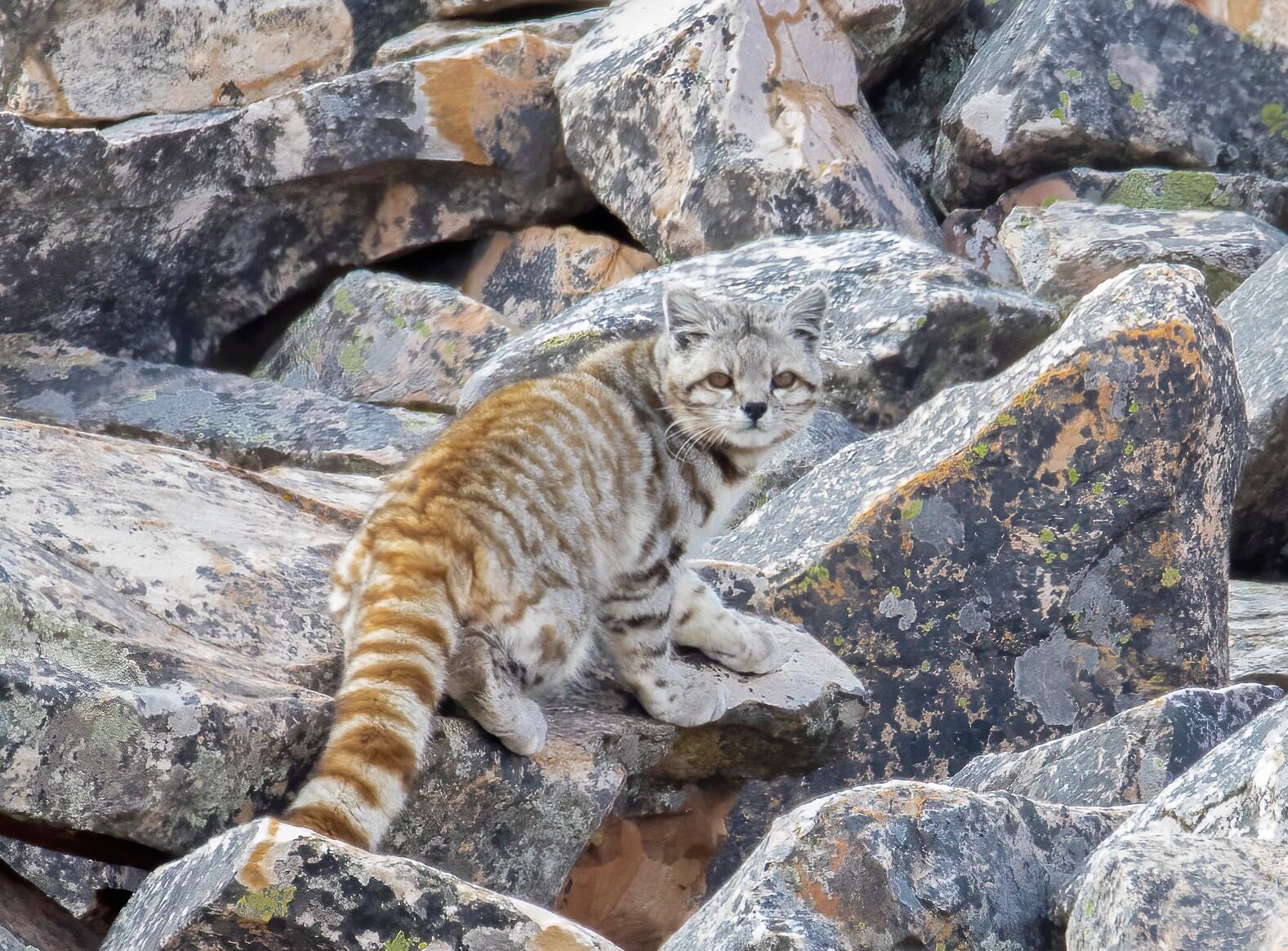 El gato andino, fotografiado por un cordobés que logró el hallazgo. (Fotos gentileza Hernán Rojo @hernán_rojo_)