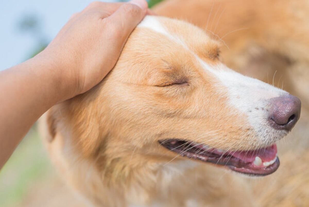 Las cinco mejores películas sobre perros para celebrar a tu mascota
