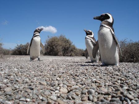 Pinguinos