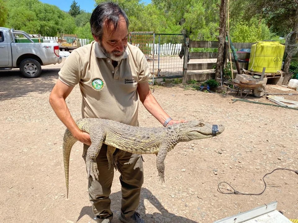 Policía ambiental rescató un yacaré en Río Ceballos.