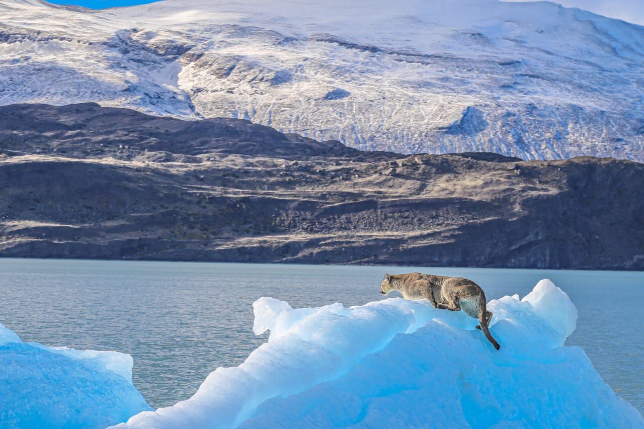 En un ámbito natural, turistas pudieron maravillarse con la vista del puma sobre un fragmento de hielo.