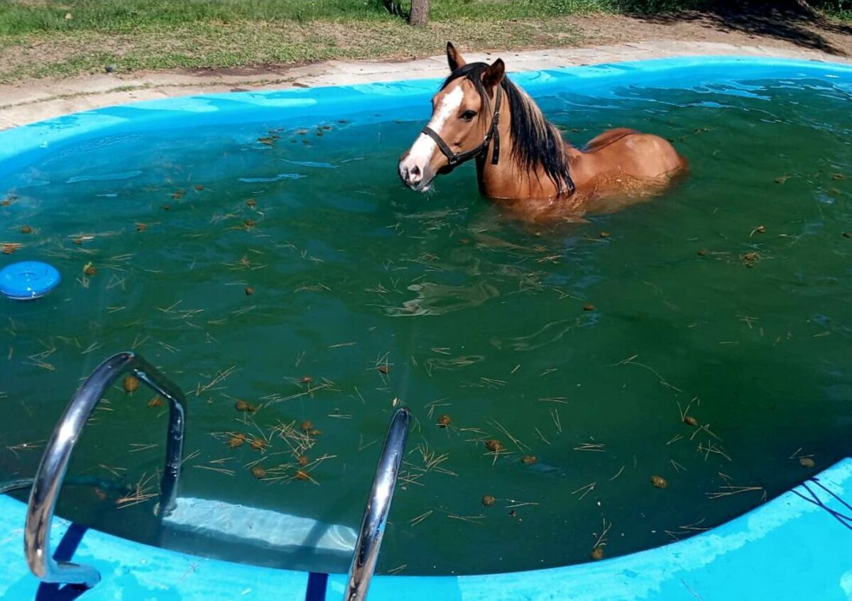 Insólito accidente en La Falda: un caballo se cayó a la pileta y lo tuvieron que rescatar los bomberos