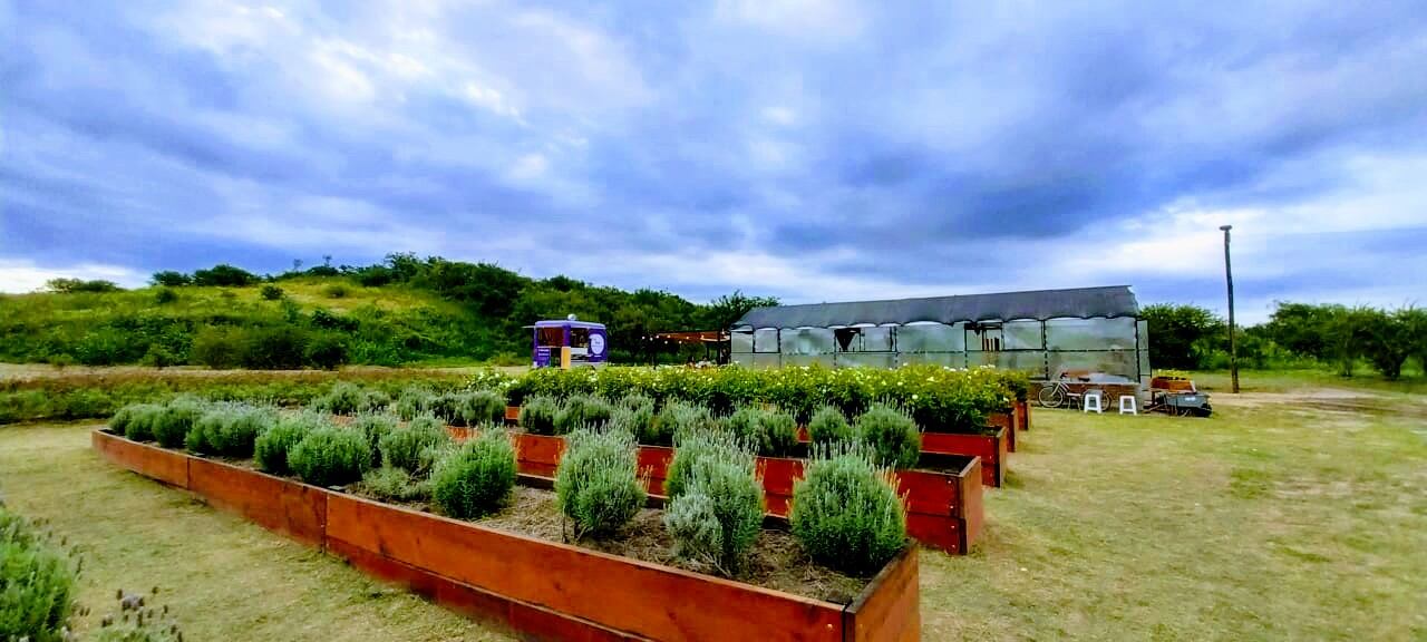 El campo de tulipanes que se consagra como un nuevo atractivo turístico de Córdoba.