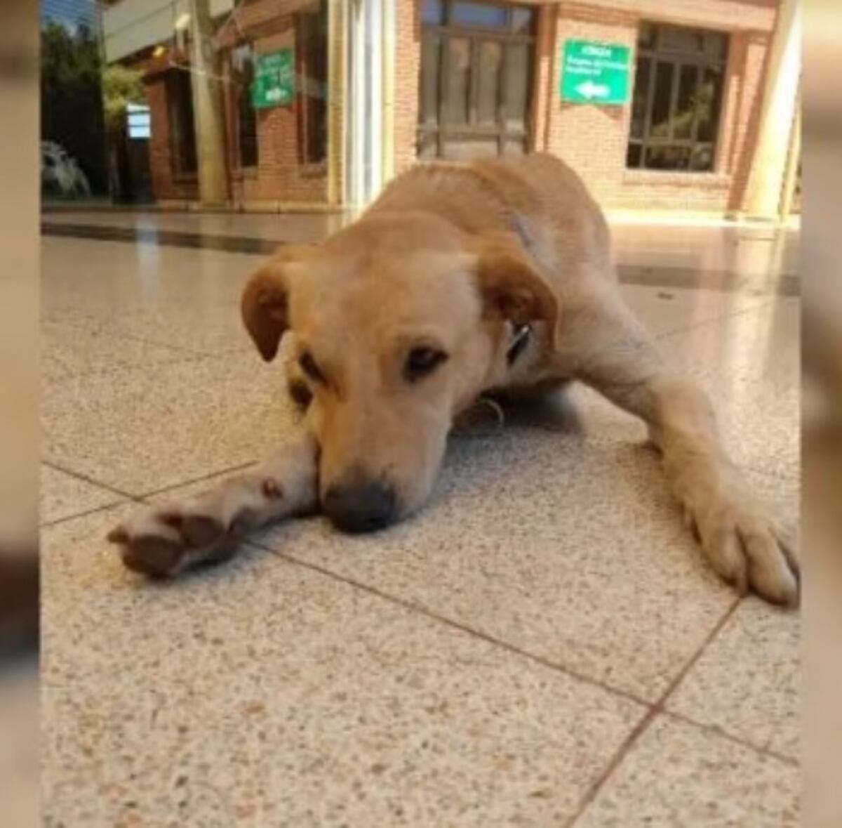 Su dueño llegó al Hospital, falleció y él lo espera fuera: la historia del perro que conmueve las redes misioneras