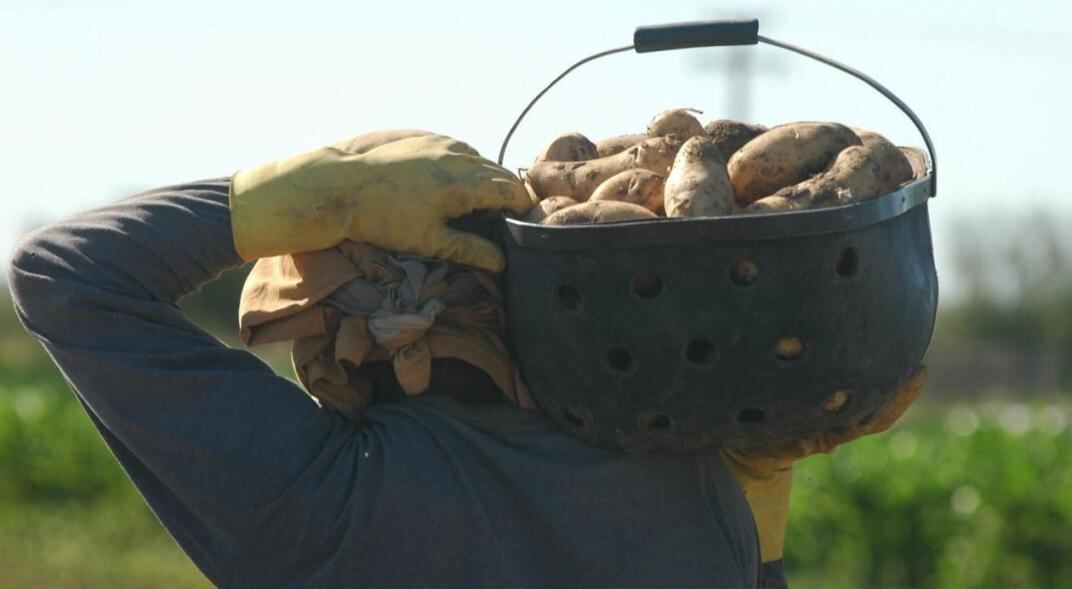 Producción de papas en Córdoba