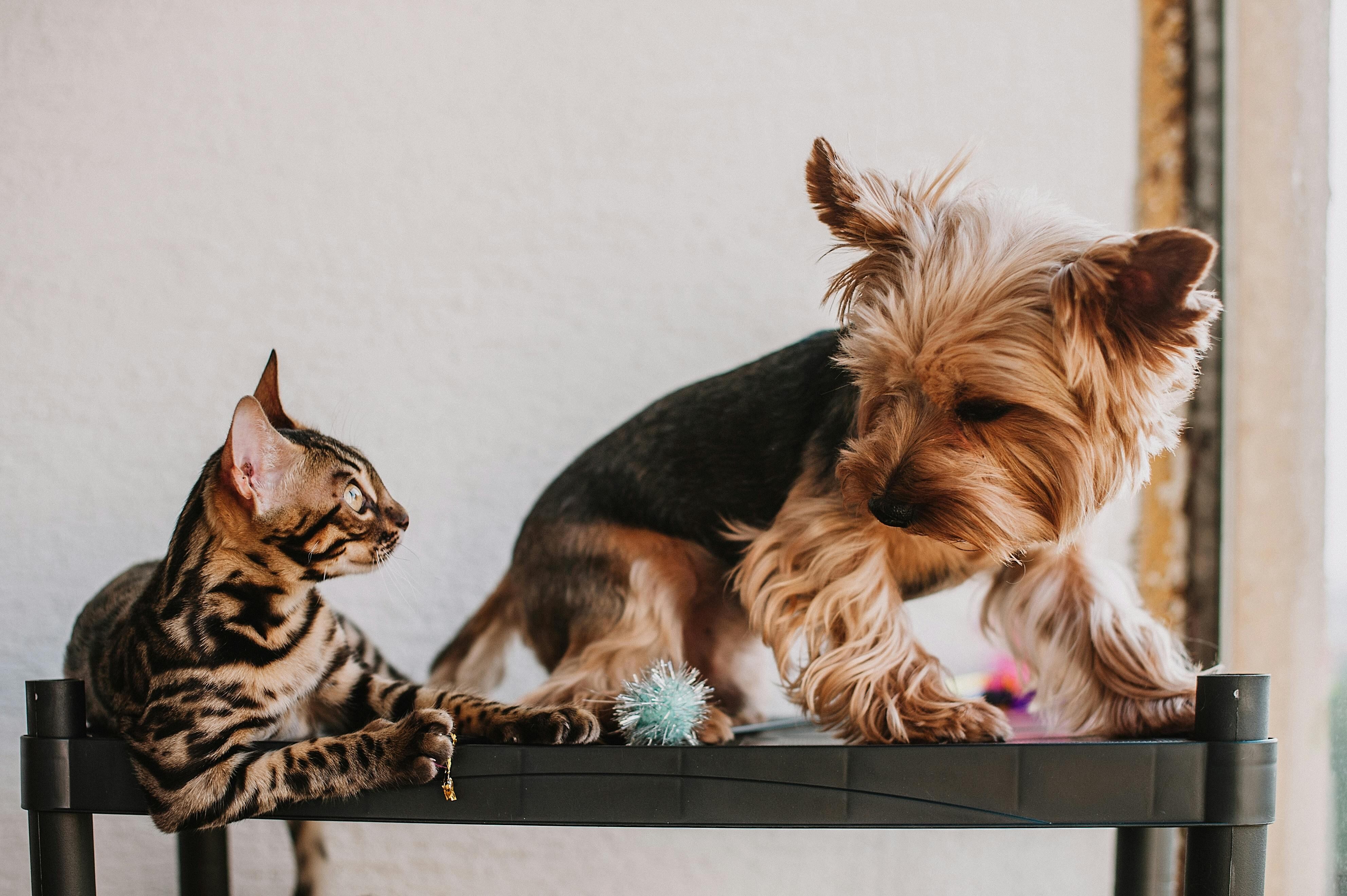 Cuál es más inteligente, ¿el gato o el perro?