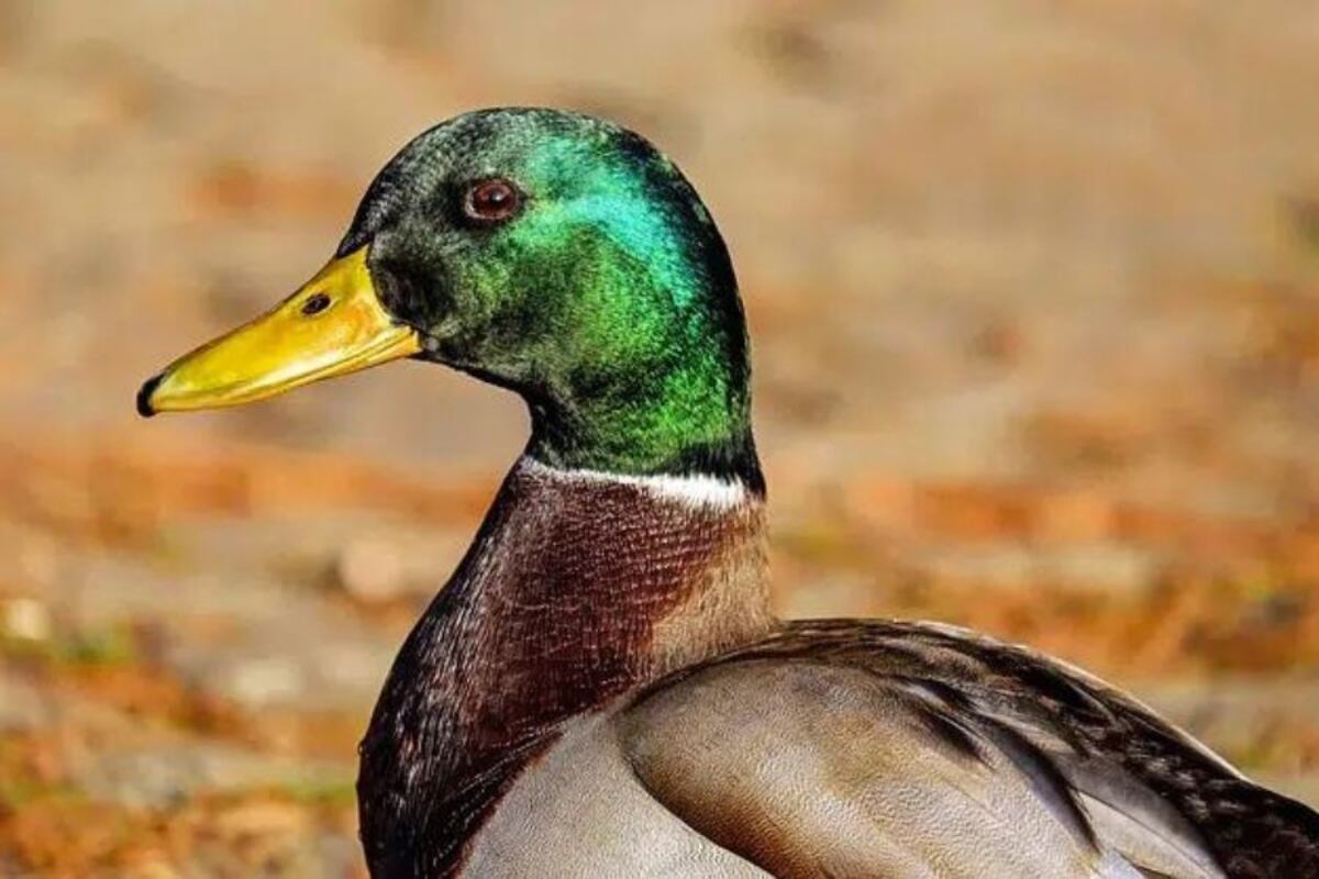 Insólito video: un pato “cayó preso” en Puerto Madryn y se volvió viral