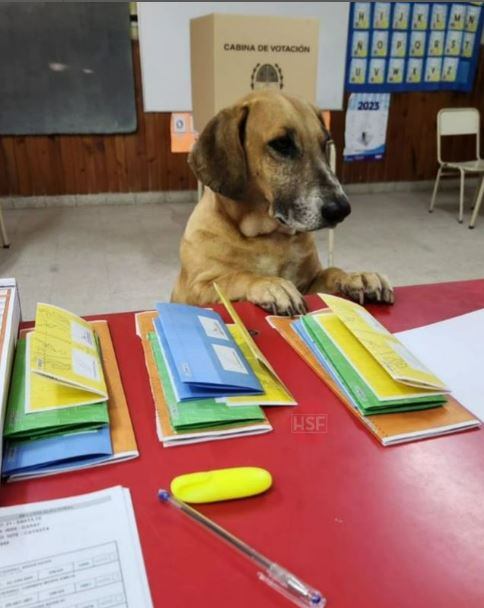 Las mascotas se volvieron virales en las elecciones de Santa Fe.