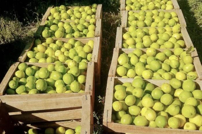 Productores correntinos afectados por la falta de gasoil decidieron descartar sus limones.