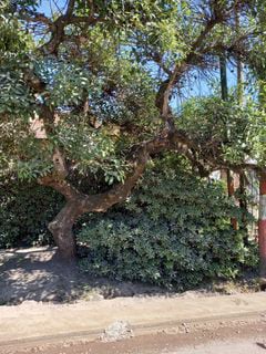 “le pedí que no tocaran el árbol, que podían instalar la parada de ómnibus a unos metros y eso no iba a cambiar nada”.