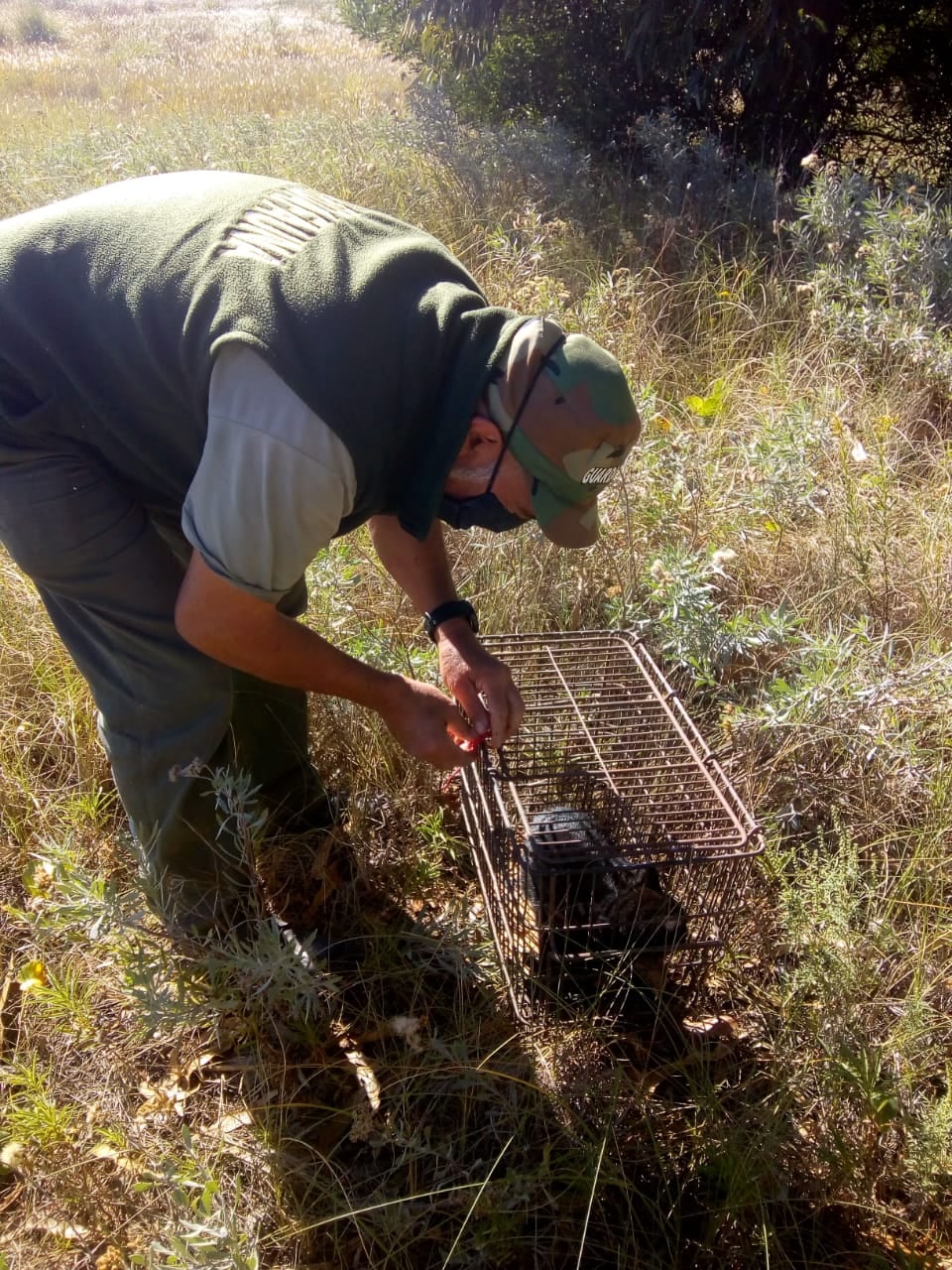 Liberan Gato Montes y Zarigüeya en la reserva de Claromecó.