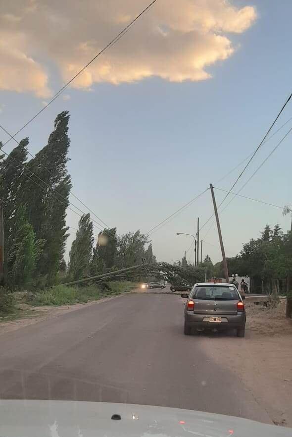 Uno inmenso forestal bloquea calle Tirasso en San Rafael. 